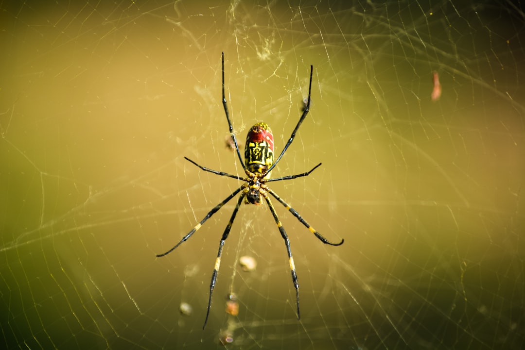 Waarom spinnen vaak acht ogen hebben en wat ze daarmee doen