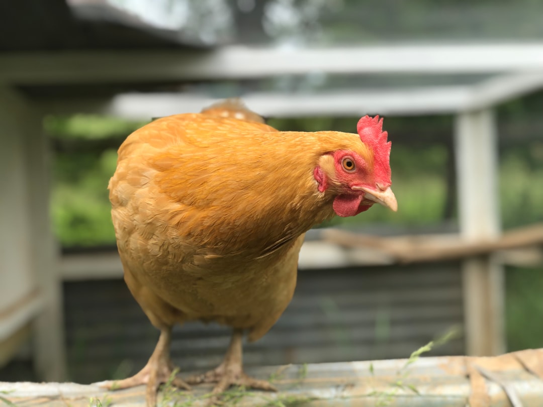 De juiste hoeveelheid kip per persoon: handig en eenvoudig overzicht